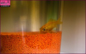 Marquez notre poisson rouge